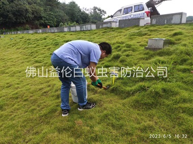 和順堤壩有害蟻類(lèi)防控