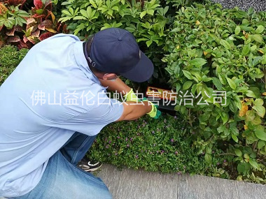 里水綠化施藥滅鼠