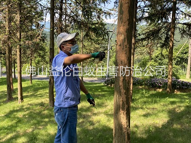 西樵景區樹木防治白蟻工程